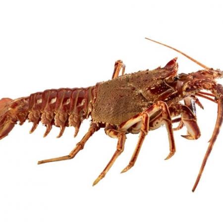 Langouste entière crue 425/464g 