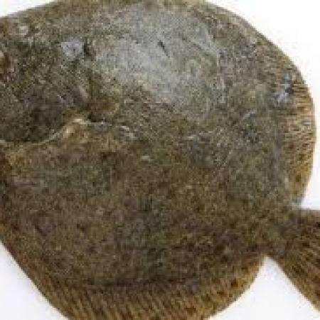 Turbot Sauvage 300/500g