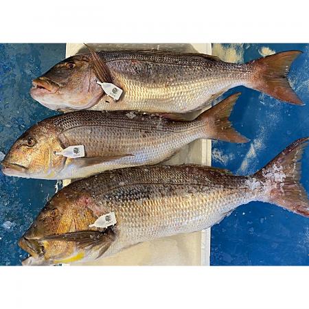 Denti / Pagre Méditerranée