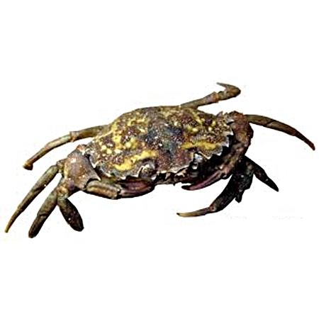 Crabe vert
