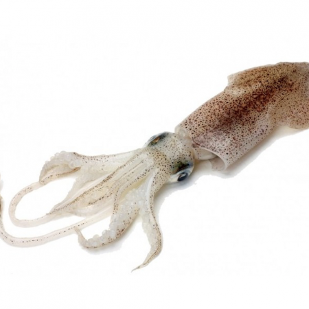 Encornet Méditerranée