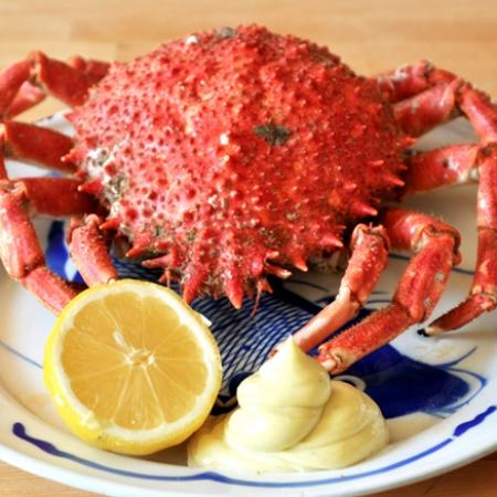 Araignée de mer Vivante