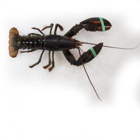 Homard Canadien Vivant