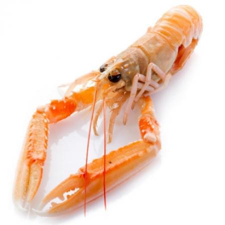 Langoustine Méditerranée 16/20 par Kg