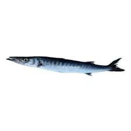 Barracuda Méditerranée