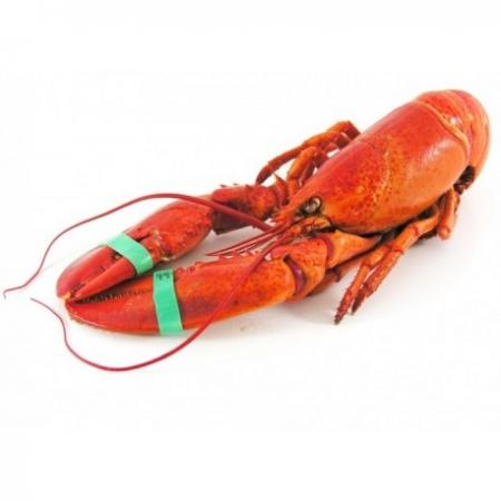 Homard cuit tube 375g Canada