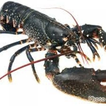 Homard méditerranée 