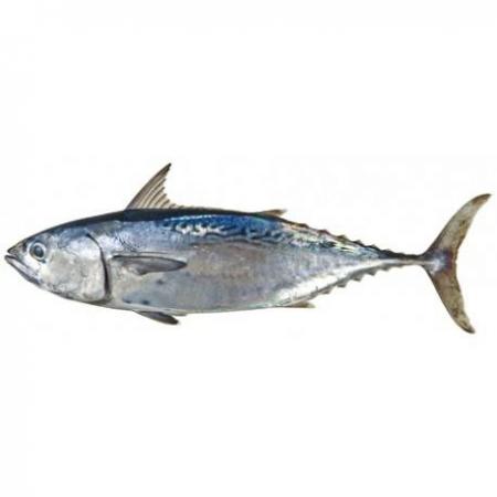 Thonine Méditerranée