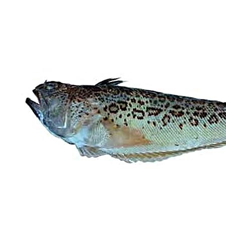 Vive Méditerranée