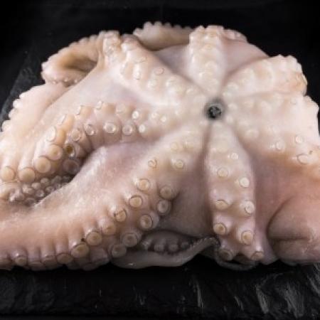 Poulpe 800/1200 Tanzanie