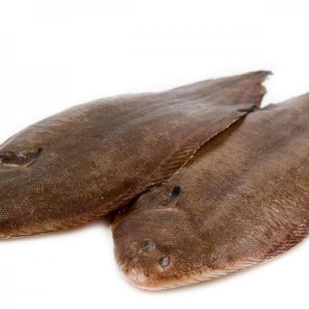Sole Méditerranée