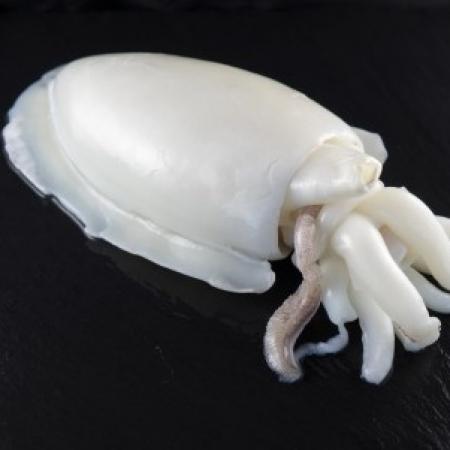 Seiche Entière Nétoyée
