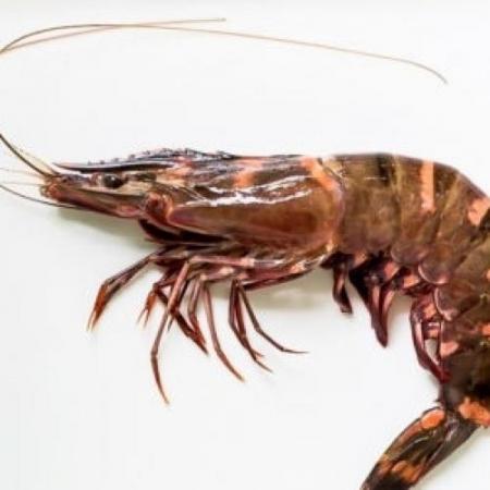 Crevette entière crue Afrique 40/60