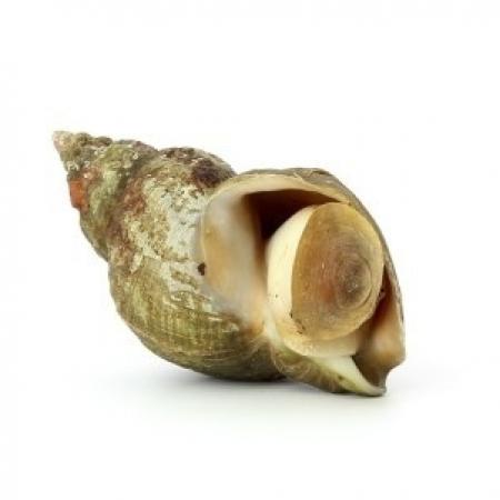 Bulot cuit 