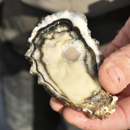 Huître Excellence Poget N°3