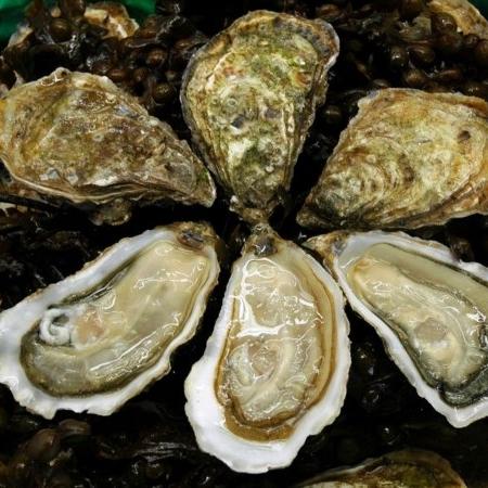 Huître D'Isigny n°3