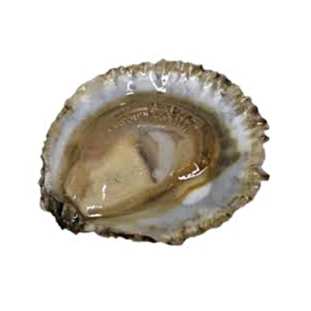 Huître Belon Cancale 00 BIO