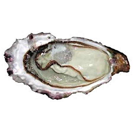 Huître Pousse en Claire N°3