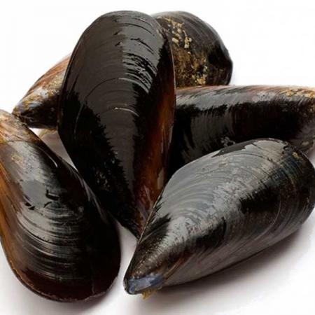 Moule Espagne Prête A Cuire