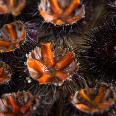 Oursins Méditerranée 